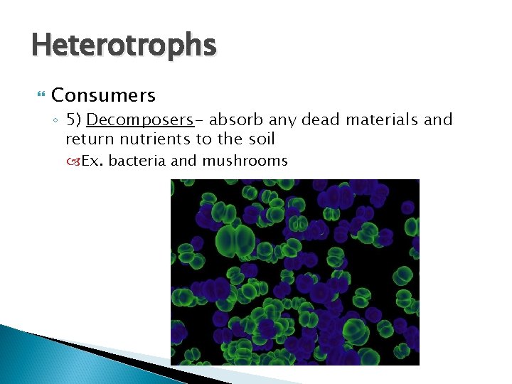 Heterotrophs Consumers ◦ 5) Decomposers- absorb any dead materials and return nutrients to the Heterotrophs Consumers ◦ 5) Decomposers- absorb any dead materials and return nutrients to the