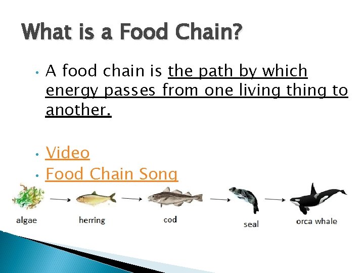 What is a Food Chain? • • • A food chain is the path What is a Food Chain? • • • A food chain is the path