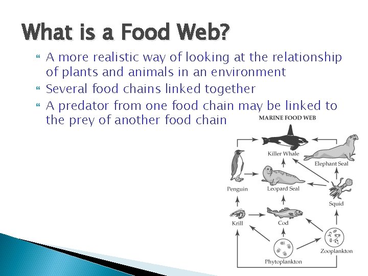 What is a Food Web? A more realistic way of looking at the relationship What is a Food Web? A more realistic way of looking at the relationship