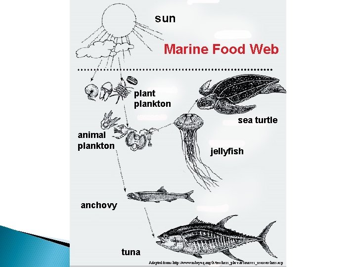 sun Marine Food Web plant plankton sea turtle animal plankton jellyfish anchovy tuna Adapted sun Marine Food Web plant plankton sea turtle animal plankton jellyfish anchovy tuna Adapted
