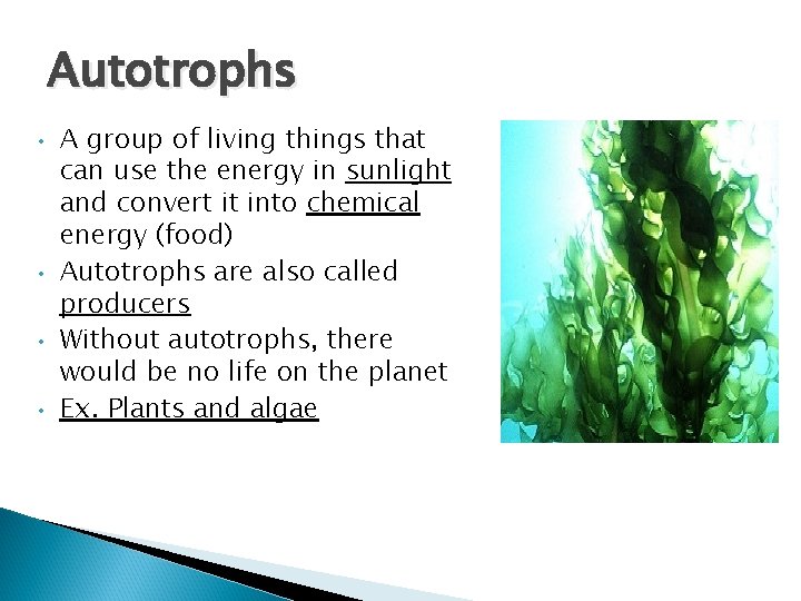 Autotrophs • • A group of living things that can use the energy in Autotrophs • • A group of living things that can use the energy in