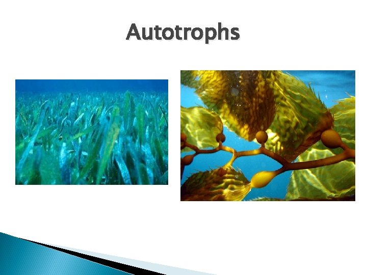 Autotrophs Autotrophs