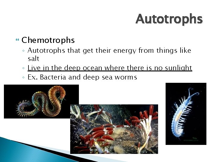 Autotrophs Chemotrophs ◦ Autotrophs that get their energy from things like salt ◦ Live Autotrophs Chemotrophs ◦ Autotrophs that get their energy from things like salt ◦ Live