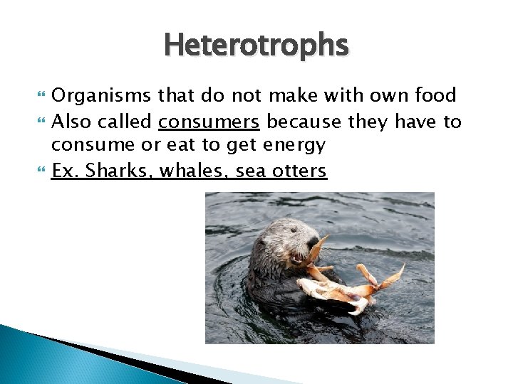 Heterotrophs Organisms that do not make with own food Also called consumers because they Heterotrophs Organisms that do not make with own food Also called consumers because they