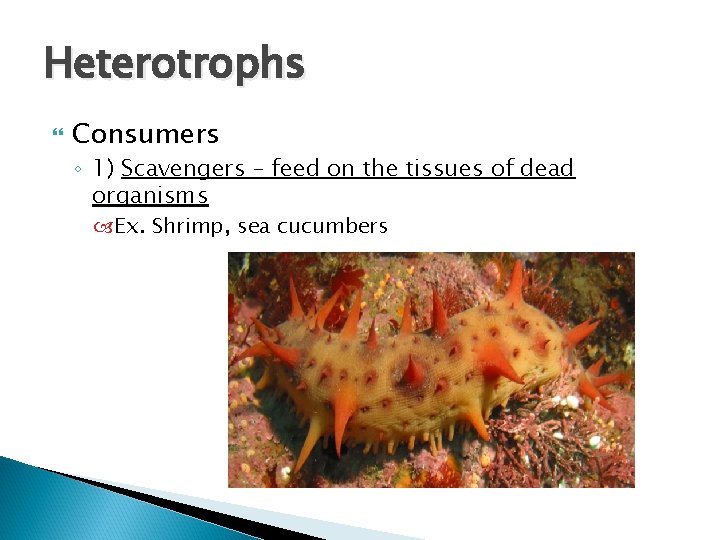 Heterotrophs Consumers ◦ 1) Scavengers – feed on the tissues of dead organisms Ex. Heterotrophs Consumers ◦ 1) Scavengers – feed on the tissues of dead organisms Ex.