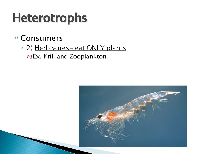 Heterotrophs Consumers ◦ 2) Herbivores- eat ONLY plants Ex. Krill and Zooplankton Heterotrophs Consumers ◦ 2) Herbivores- eat ONLY plants Ex. Krill and Zooplankton