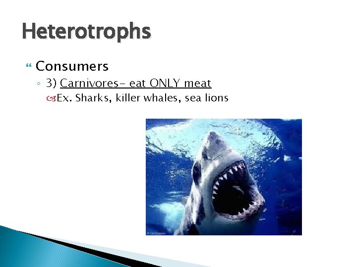 Heterotrophs Consumers ◦ 3) Carnivores- eat ONLY meat Ex. Sharks, killer whales, sea lions Heterotrophs Consumers ◦ 3) Carnivores- eat ONLY meat Ex. Sharks, killer whales, sea lions