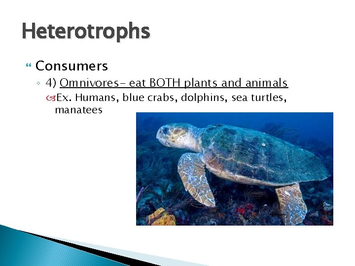 Heterotrophs Consumers ◦ 4) Omnivores- eat BOTH plants and animals Ex. Humans, blue crabs, Heterotrophs Consumers ◦ 4) Omnivores- eat BOTH plants and animals Ex. Humans, blue crabs,