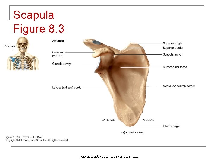 Scapula Figure 8. 3 Copyright 2009 John Wiley & Sons, Inc. 