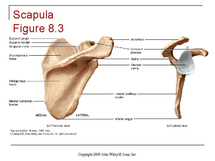 Scapula Figure 8. 3 Copyright 2009 John Wiley & Sons, Inc. 