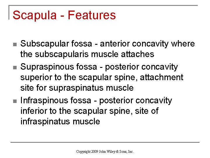 Scapula - Features n n n Subscapular fossa - anterior concavity where the subscapularis