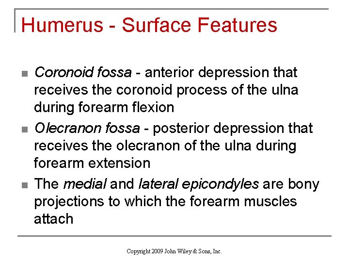 Humerus - Surface Features n n n Coronoid fossa - anterior depression that receives