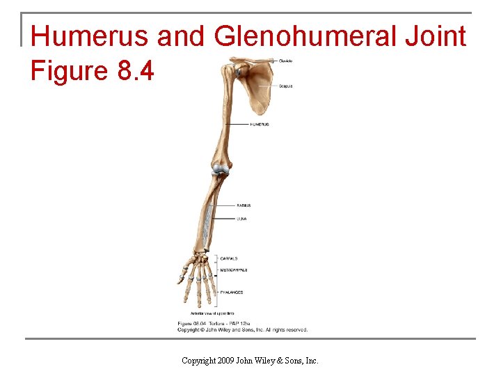 Humerus and Glenohumeral Joint Figure 8. 4 Copyright 2009 John Wiley & Sons, Inc.