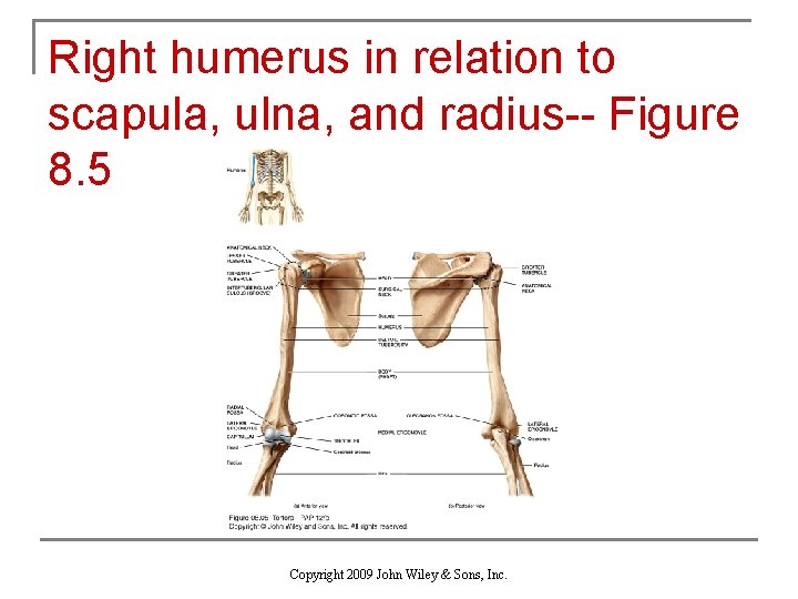 Right humerus in relation to scapula, ulna, and radius-- Figure 8. 5 Copyright 2009