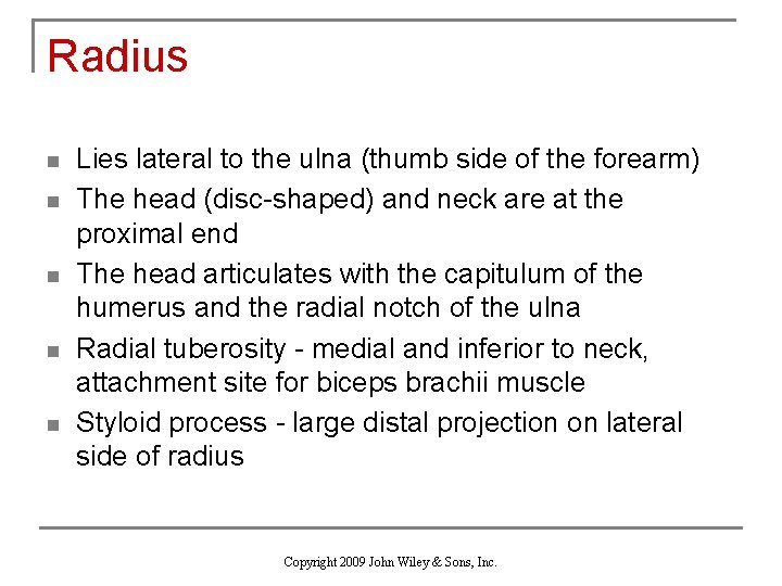 Radius n n n Lies lateral to the ulna (thumb side of the forearm)