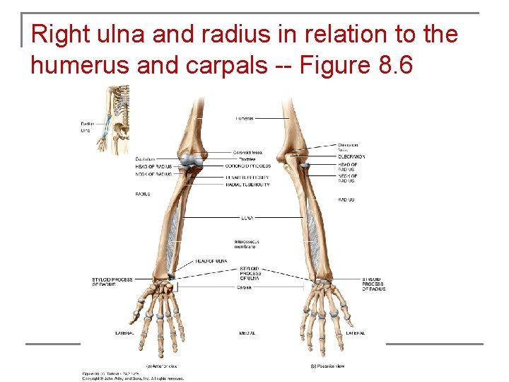 Right ulna and radius in relation to the humerus and carpals -- Figure 8.