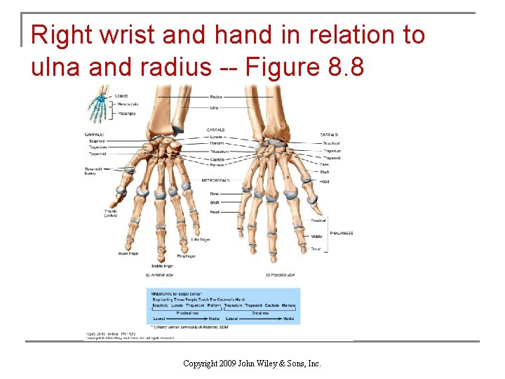 Right wrist and hand in relation to ulna and radius -- Figure 8. 8