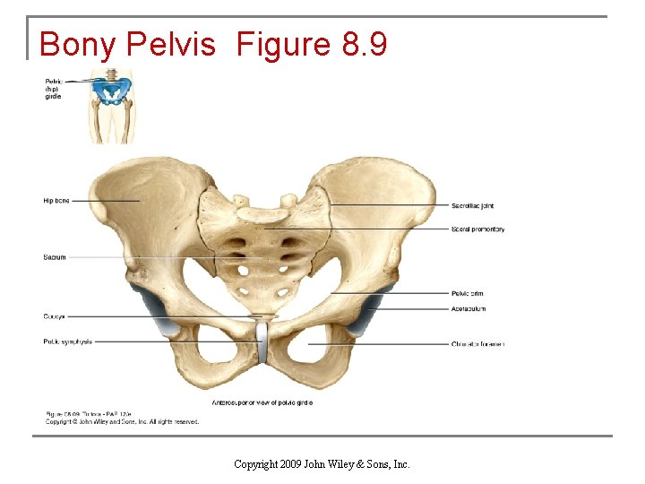 Bony Pelvis Figure 8. 9 Copyright 2009 John Wiley & Sons, Inc. 