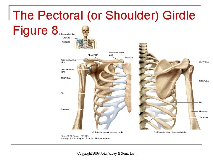 The Pectoral (or Shoulder) Girdle Figure 8. 1 Copyright 2009 John Wiley & Sons,