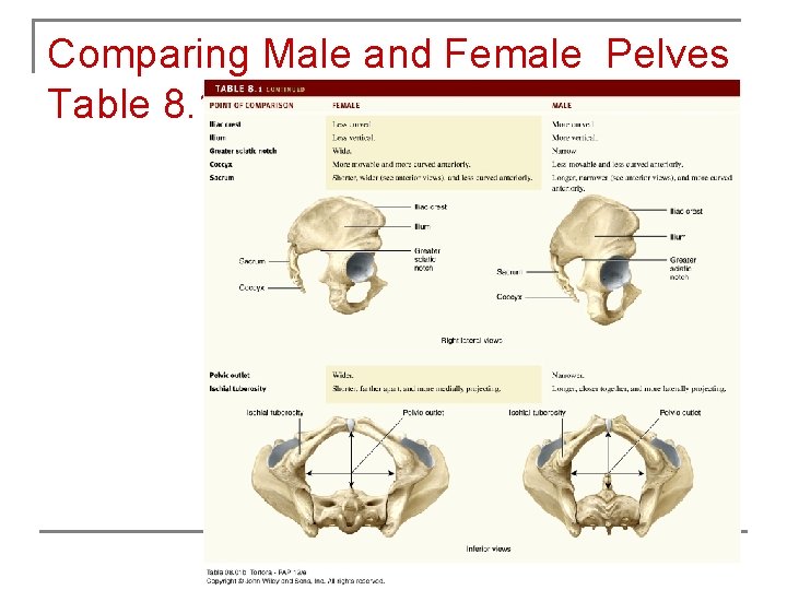 Comparing Male and Female Pelves Table 8. 1 Copyright 2009 John Wiley & Sons,