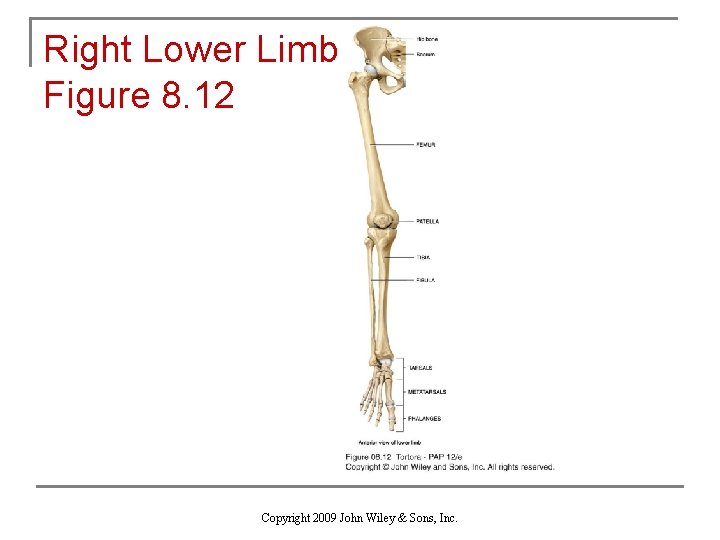 Right Lower Limb Figure 8. 12 Copyright 2009 John Wiley & Sons, Inc. 