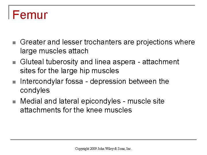 Femur n n Greater and lesser trochanters are projections where large muscles attach Gluteal