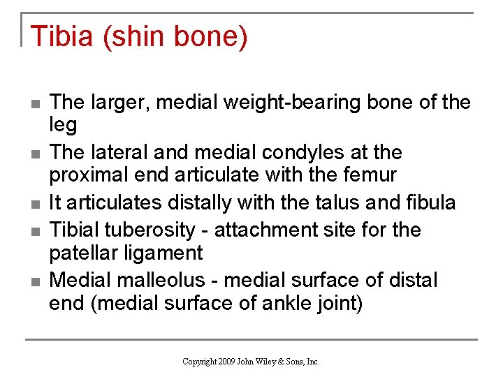 Tibia (shin bone) n n n The larger, medial weight-bearing bone of the leg