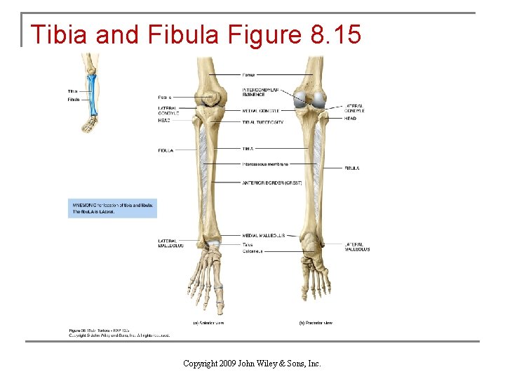 Tibia and Fibula Figure 8. 15 Copyright 2009 John Wiley & Sons, Inc. 