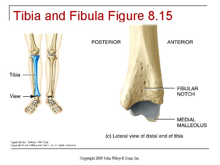 Tibia and Fibula Figure 8. 15 Copyright 2009 John Wiley & Sons, Inc. 