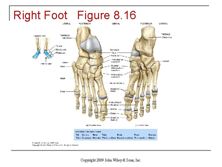 Right Foot Figure 8. 16 Copyright 2009 John Wiley & Sons, Inc. 