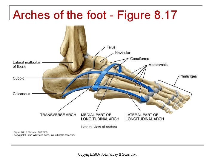 Arches of the foot - Figure 8. 17 Copyright 2009 John Wiley & Sons,