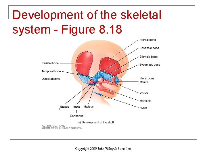 Development of the skeletal system - Figure 8. 18 Copyright 2009 John Wiley &