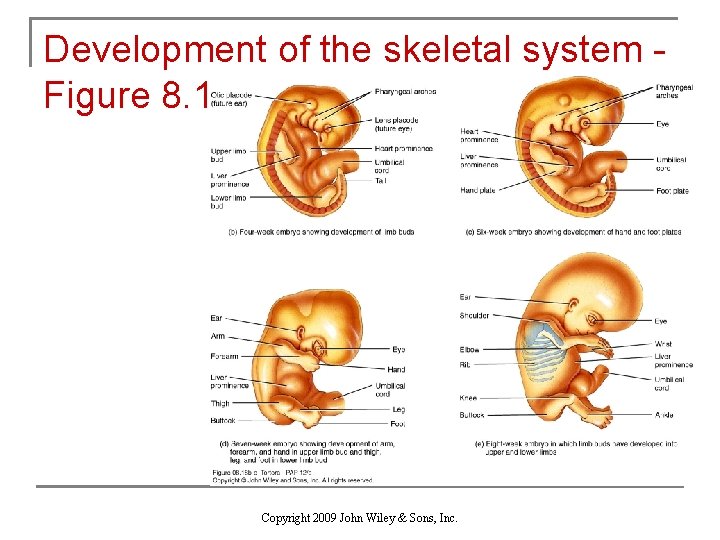 Development of the skeletal system Figure 8. 18 Copyright 2009 John Wiley & Sons,