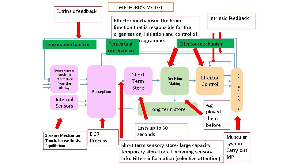 WELFORD’S MODEL Extrinsic feedback Intrinsic feedback Effector mechanism-The brain function that is responsible for