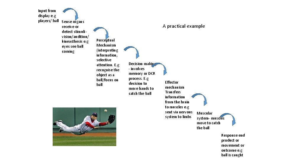 Input from display e. g players/ ball Sense organs receive or detect stimuli vision/audition/