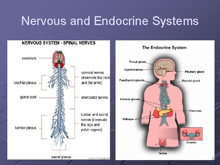 Nervous and Endocrine Systems 