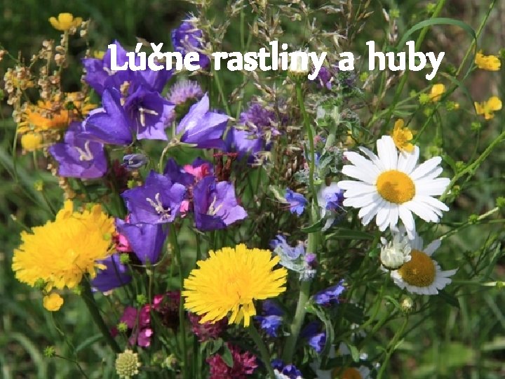 Lúčne rastliny a huby 