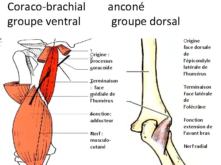 Coraco-brachial groupe ventral anconé groupe dorsal Origine : processus coracoïde Terminaison : face médiale