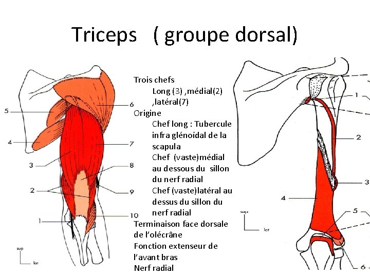 Triceps ( groupe dorsal) Trois chefs Long (3) , médial(2) , latéral(7) Origine Chef