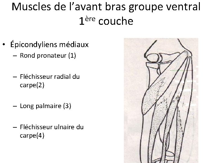 Muscles de l’avant bras groupe ventral 1ère couche • Épicondyliens médiaux – Rond pronateur
