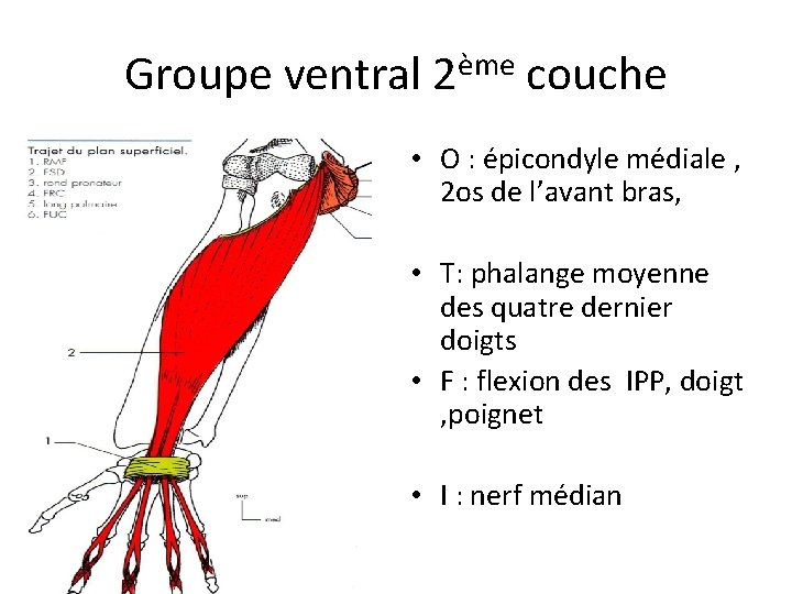 Groupe ventral 2ème couche • O : épicondyle médiale , 2 os de l’avant