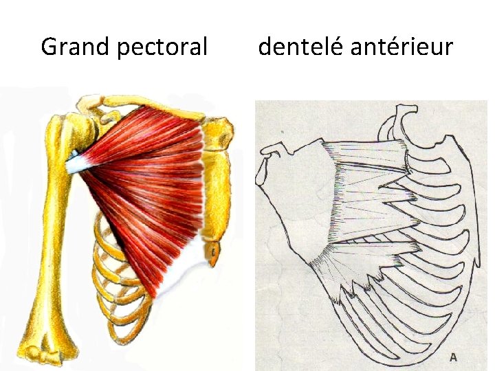 Grand pectoral dentelé antérieur 