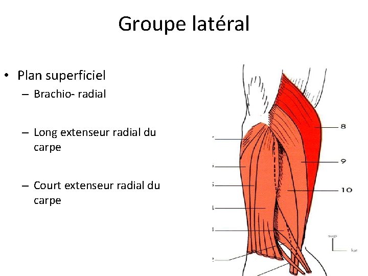 Groupe latéral • Plan superficiel – Brachio- radial – Long extenseur radial du carpe