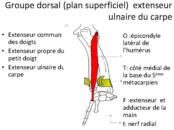 Groupe dorsal (plan superficiel) extenseur ulnaire du carpe • Extenseur commun des doigts •
