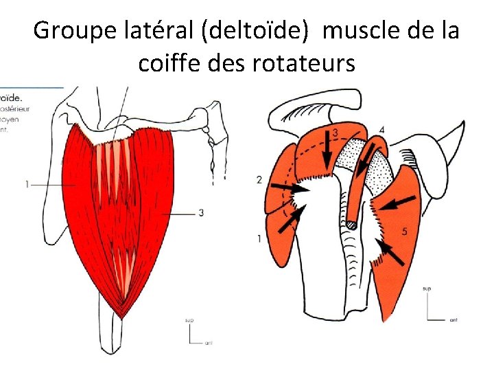 Groupe latéral (deltoïde) muscle de la coiffe des rotateurs 