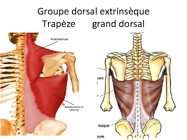 Groupe dorsal extrinsèque Trapèze grand dorsal 