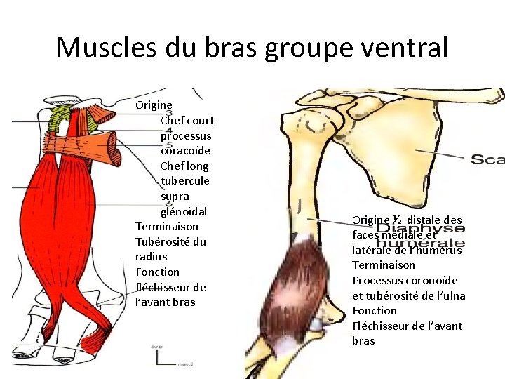 Muscles du bras groupe ventral Origine Chef court processus coracoïde Chef long tubercule supra