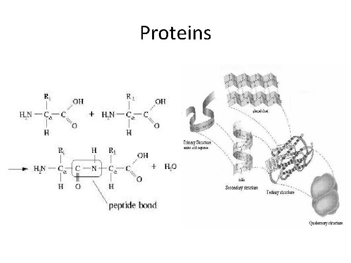 Proteins Proteins