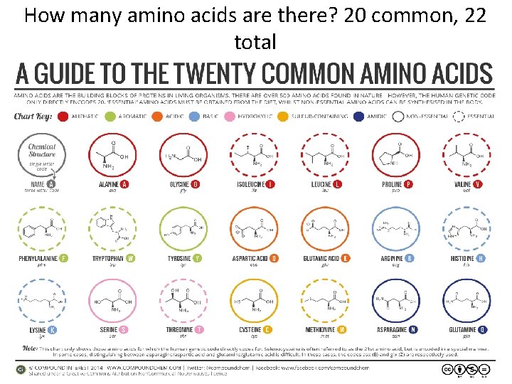 How many amino acids are there? 20 common, 22 total How many amino acids are there? 20 common, 22 total
