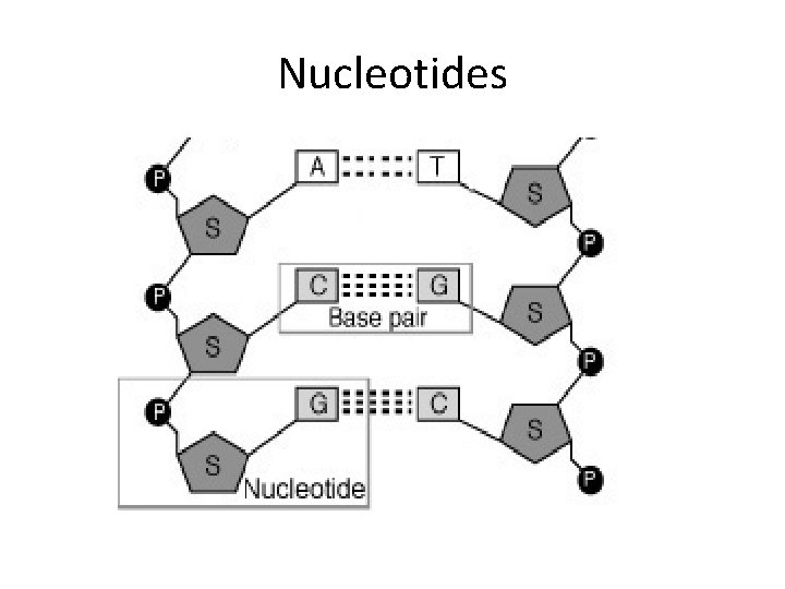 Nucleotides Nucleotides